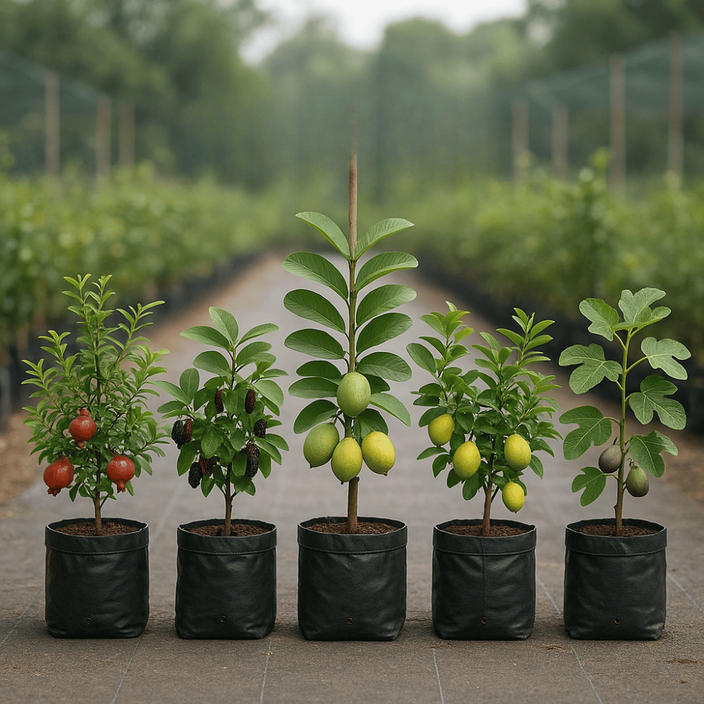 Low Maintenance Fruit Plants